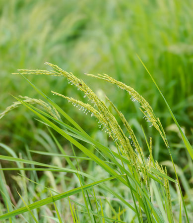 jasmine rice plants have sprouted and are being pollinated.の写真素材
