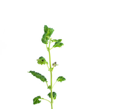 Holy Basil with curled leaves caused by insect damage on white background. Herbs with a unique smell.の写真素材