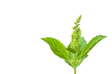 Holy Basil,Ocimum sanctum on white background.Herb with a unique smell.の写真素材