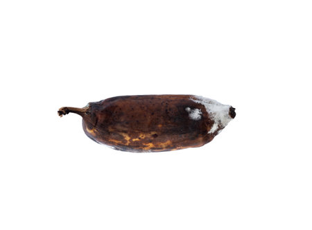 Rotten bananas have mold growing on them on white background.の写真素材