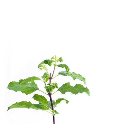 Holy Basil,Ocimum sanctum on white background.Herb with a unique smell.の写真素材
