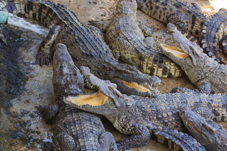 Crocodile park is now common in some countries. The close view of the large crocodile is exciting. The wild crocodile is dangerous.の写真素材