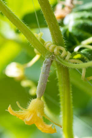 Seedlings of cucumbers grow on the window. Small cucumber ovary and yellow flowerの写真素材