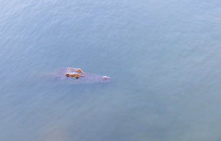 crocodile floating in green swamp water showing its head, copy spaceの写真素材
