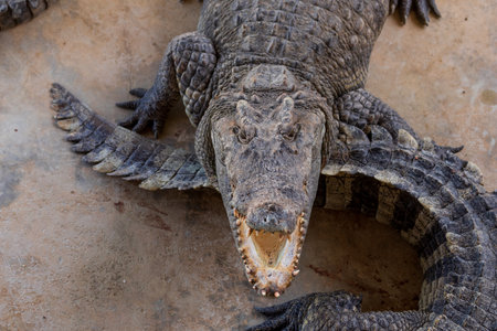 Crocodile open mouth. Crocodile close up.の写真素材