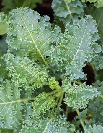 Close up of green curly kale plant in a vegetable garden, Green kale leaves, one of the super foods,...
