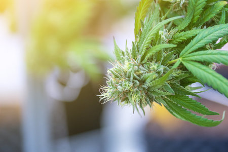 Closeup of a cannabis plant with a bud, legal cannabis plants grown in an indoor hydroponic grow facility for medicinal purposes. Growing gratifying cannabis hemp in good quality farm.の写真素材