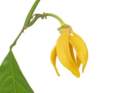 Yellow flower of Climbing Ylang-Ylang or "karawek" in thai name.Artabotrys siamensis.の写真素材