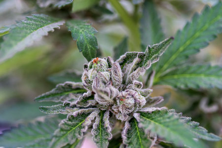 Closeup of a cannabis plant with a bud, legal cannabis plants grown in an indoor hydroponic grow facility for medicinal purposes. Growing gratifying cannabis hemp in good quality farm.の写真素材