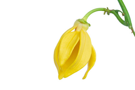 Yellow flower of Climbing Ylang-Ylang or "karawek" in thai name.Artabotrys siamensis.の写真素材