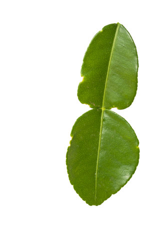 Bergamot kaffir lime leaves herb fresh ingredient isolated on white background.Green citrus thai lime ingredient for cookingの写真素材