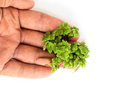 Green Azolla microphylla on white background. Used as an ingredient in animal feed and as green manure as a nutrient for plants.の写真素材