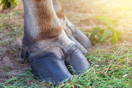 buffalo legs on the grassの写真素材