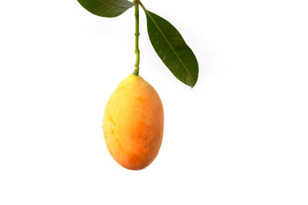 Sweet yellow ripe Marian plum ( Mayongchid, Maprang, Plum Mango ) with green leaf isolated on white background.の写真素材