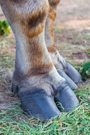 Foot of Buffalo.The concept of strength.の写真素材