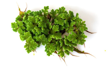 Green Azolla microphylla on white background. Used as an ingredient in animal feed and as green manure as a nutrient for plants.の写真素材
