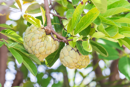 Annona on the tree, Custard apple fruit.の写真素材