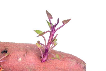 Germinated sweet potato isolated on white backgroundの写真素材