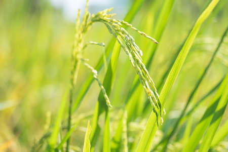 Paddy rice. Close-up to rice seeds in ear of paddy. Beautiful golden rice field and ear of rice. close up viewの写真素材