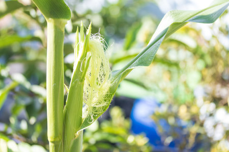 corn and corn silk with left angleの写真素材