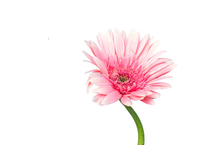 Light pink chrysanthemum on a white isolated background. Close up.の写真素材
