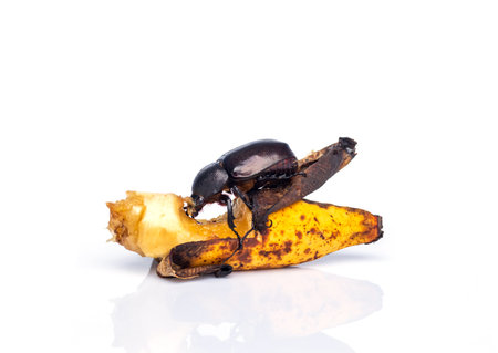 Xylotrupes gideon female or Siamese rhinoceros beetle ( Fighting beetle ) with horn eating banana isolated on white backgroundの写真素材