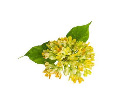Bouquet of yellow flowers isolated on white background, top viewの写真素材