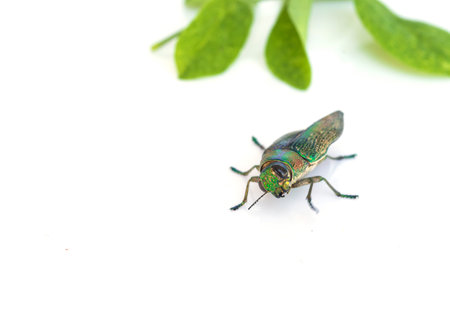 Buprestis Beetle stares isolated on white backgroundの写真素材