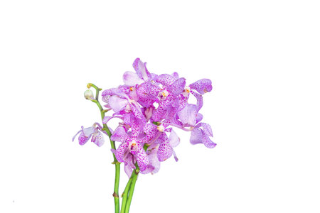 Blooming twig of purple orchid isolated on white background.の写真素材