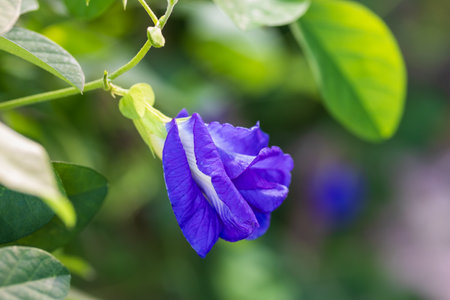 Butterfly pea flowers contain anthocyanin compounds which can reduce the stiffness of blood vessels so that blood can flow smoothly. Butterfly pea flowers can reduce the risk of hypertension and heartの写真素材
