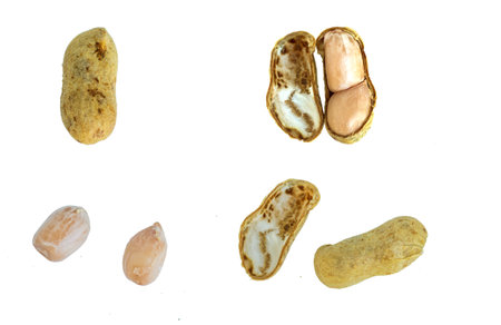 Isolated of peanut, peanut seeds isolated on white backgroundの写真素材