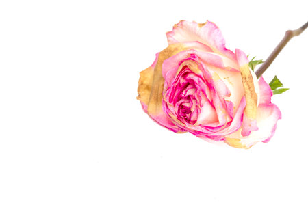 Dried Pink Rose flower head isolated on white background. Single dry rose isolated on white background.の写真素材