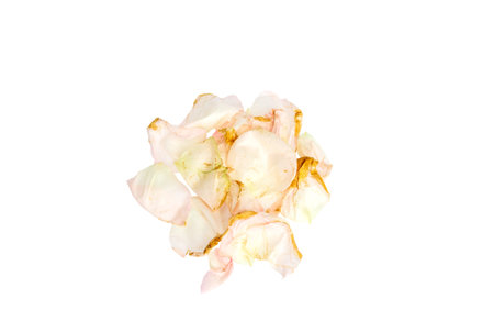 Pink rose petals drying on a white backgroundの写真素材