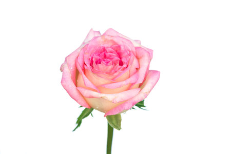 Fresh beautiful pink rose on a white background.の写真素材