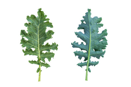 Fresh kale leaves isolated on white. Kale cabbage top view. Kale salad flat lay. Big fresh kale salad leaves. Home grown green salad. Green leaves isolated on white background.の写真素材
