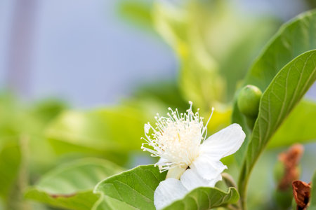 Guava flower in the garden close up.Psidium guajava.Tropical fruitsの写真素材