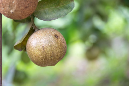 Disease in citrus fruit. Lemon tree canker disease.の写真素材