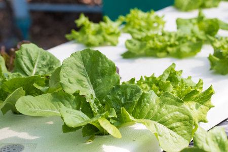 Â fresh organic hydroponic vegetable plantation produce green salad hydroponic farm.