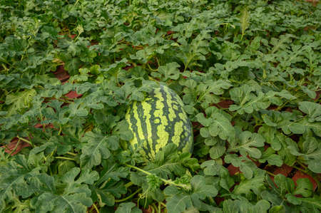 Big Striped watermelons in the watermelons greenhouseの写真素材