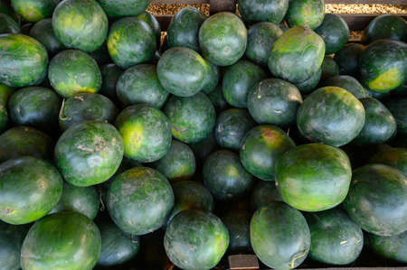 Big Striped watermelons in the watermelons greenhouseの写真素材