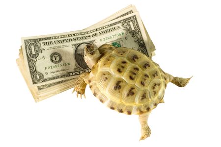 Turtle crawling on a bunch of dollars (isolated on white)の写真素材