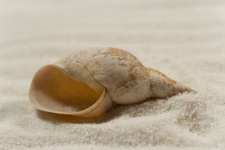 Closeup of a seashell on the white sandの写真素材