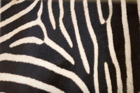 Zebra pattern (as a black and white background)