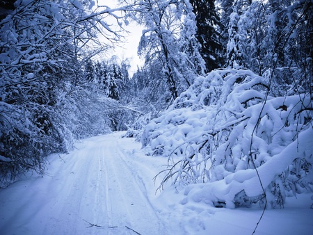 Winter in the forest (in the evening, in blue colors)