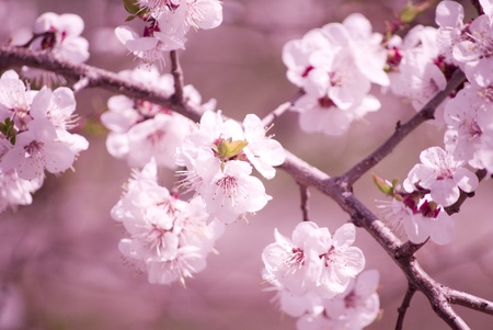 Slightly blurred beautiful sakura flowers in the morning mist (shallow DOF)の写真素材