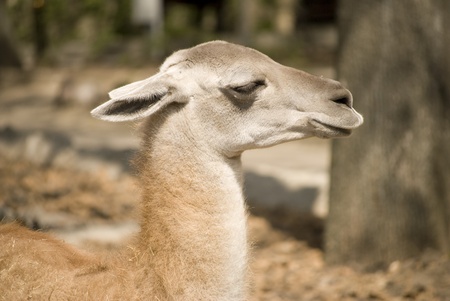 Closeup of the head of a llamaの写真素材