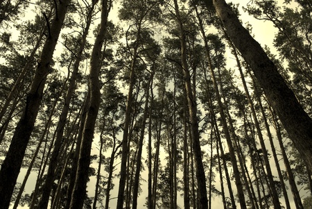 Pine forest in sepia (vintage style)