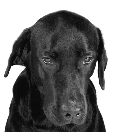 Portrait of a gloomy black labrador  in black and white, isolated on white の写真素材