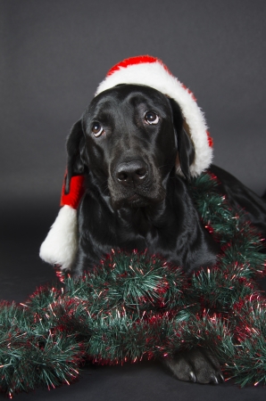 Black labrador with a funny look  wearing a Santa hat の写真素材