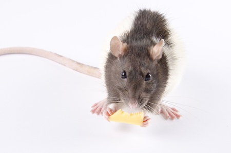 Funny black and white rat eating cheese  on white 